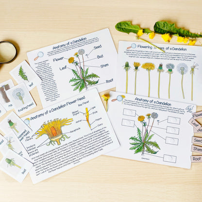 Printable Nature Journal Homeschool Learning Materials Charlotte Mason Nature Study Preschool Curriculum Toddler Busy Book Printable