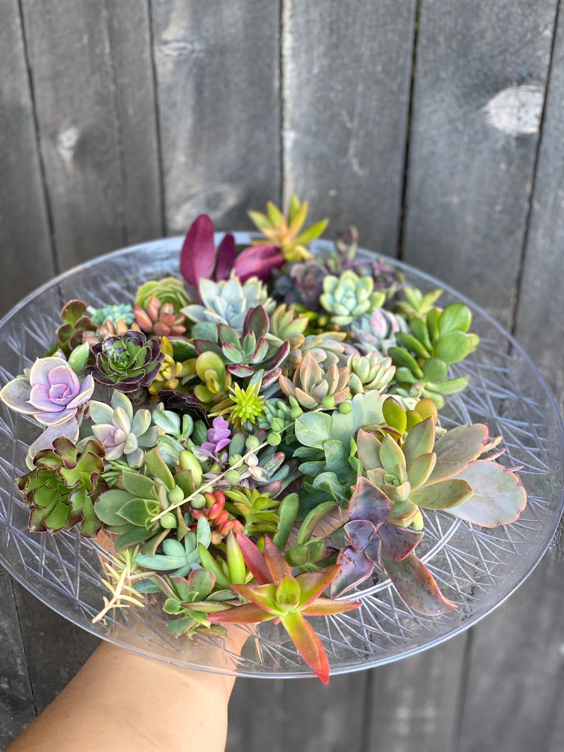 Colorful Succulent Cuttings - Assorted Live Succulent Clippings