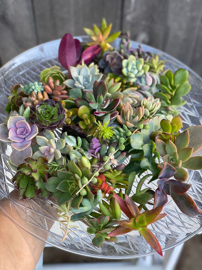 Colorful Succulent Cuttings - Assorted Live Succulent Clippings