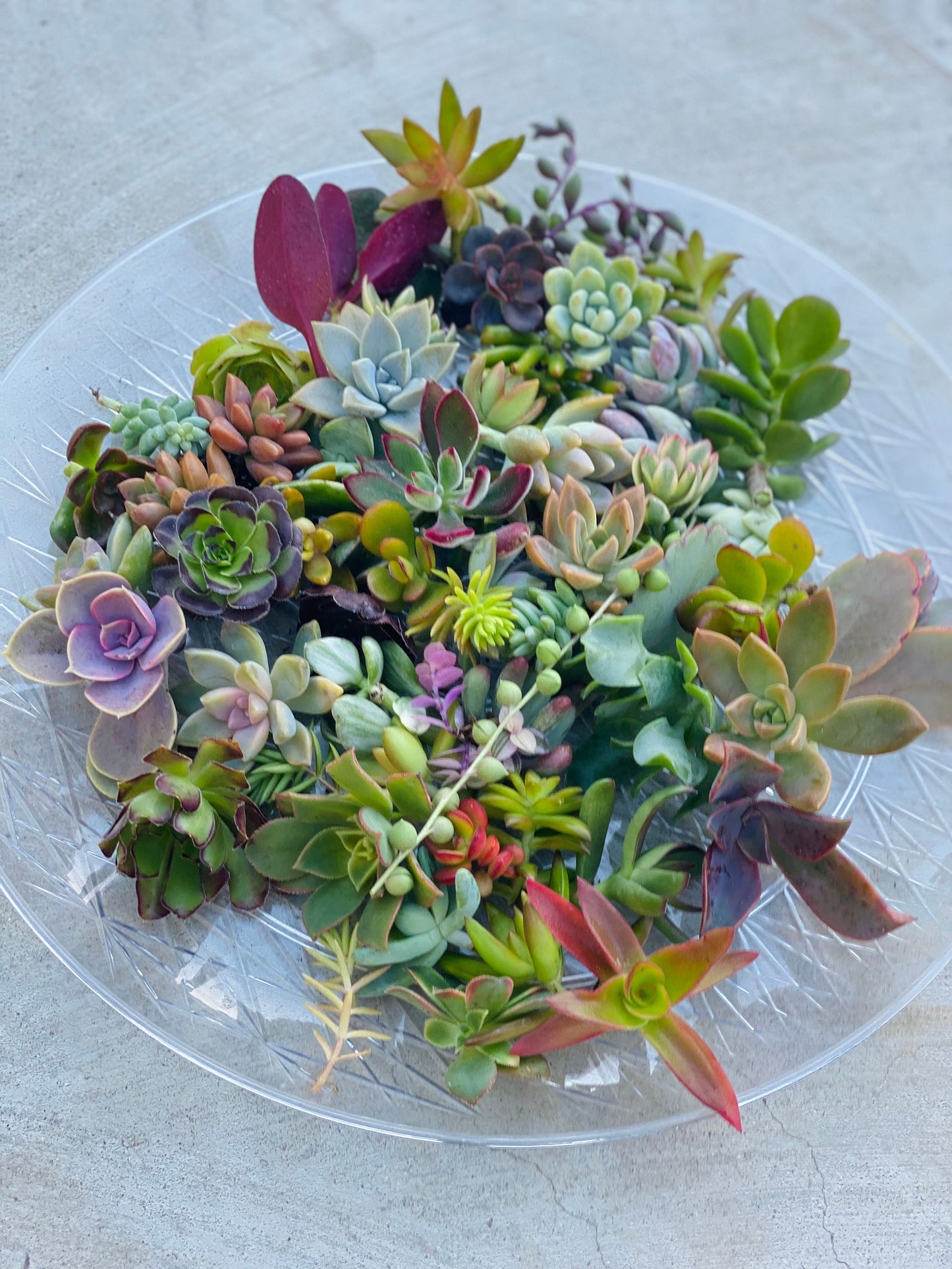 Colorful Succulent Cuttings - Assorted Live Succulent Clippings