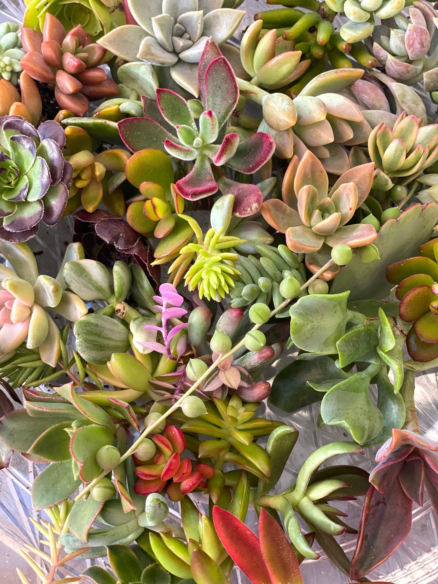 Colorful Succulent Cuttings - Assorted Live Succulent Clippings