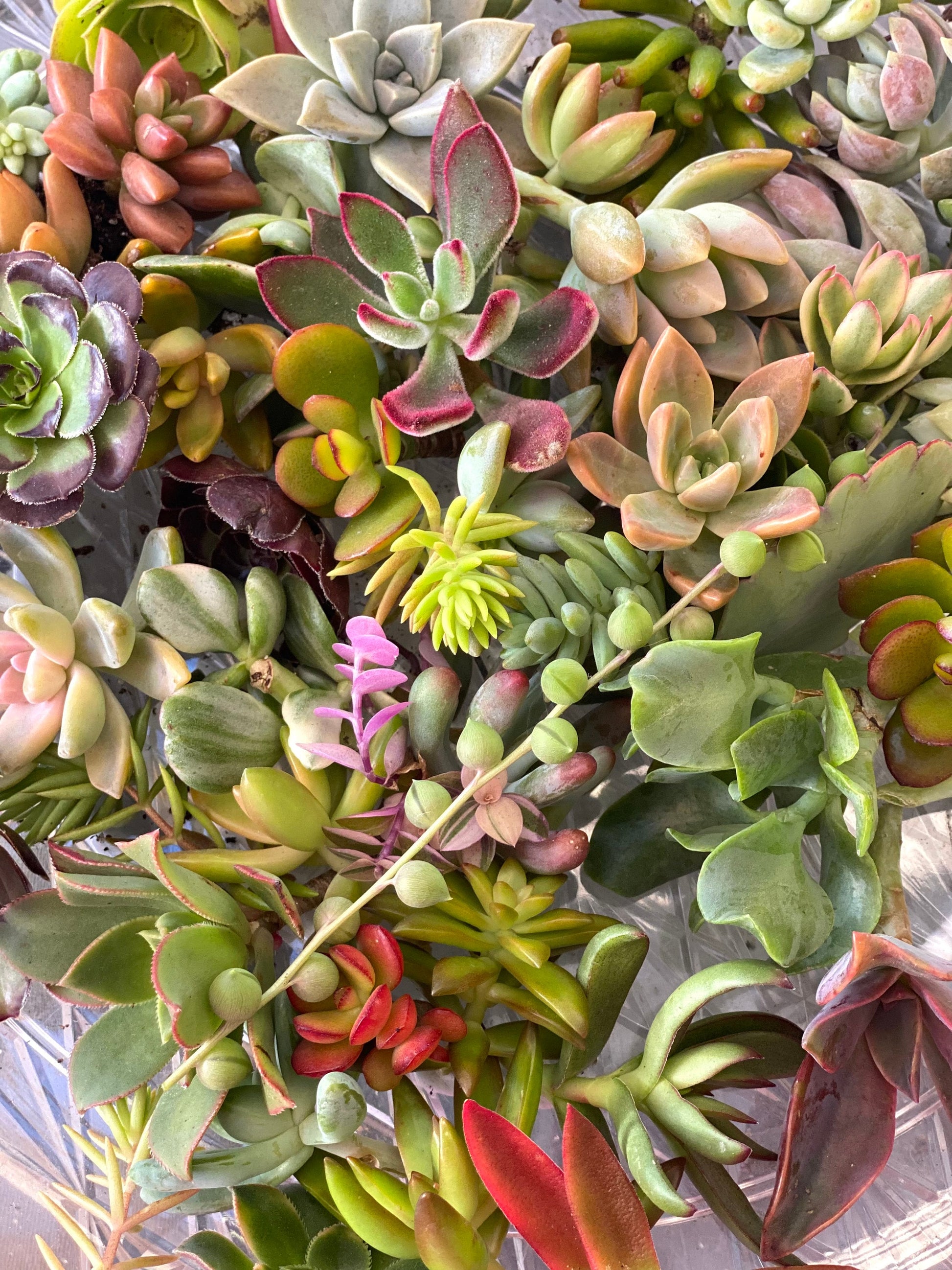 Colorful Succulent Cuttings - Assorted Live Succulent Clippings