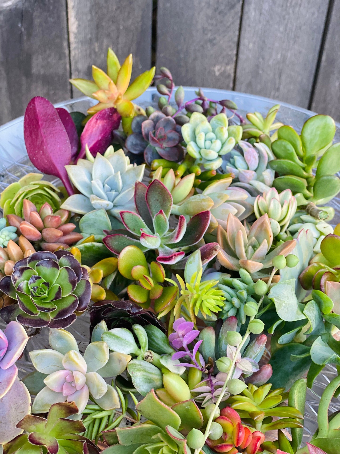 Colorful Succulent Cuttings - Assorted Live Succulent Clippings