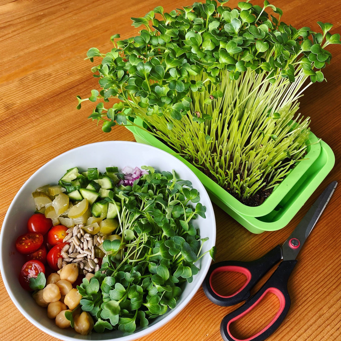 Reusable Windowsill Microgreens Planter + Tray, Food Safe, Dishwasher Safe, For Soil, Coco Coir or Peat, Easy to Bottom Water, Made in USA