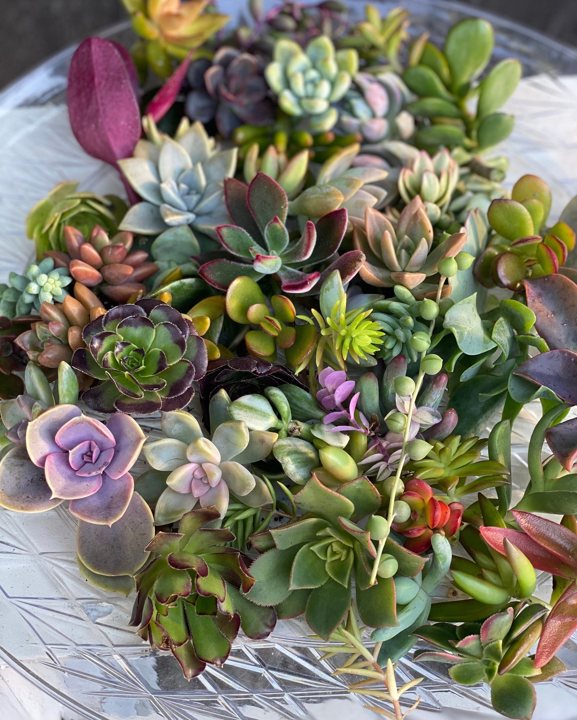 Colorful Succulent Cuttings - Assorted Live Succulent Clippings