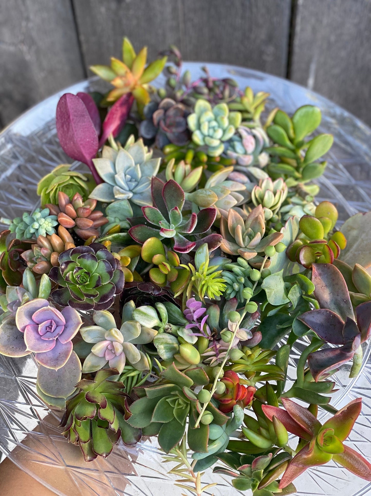 Colorful Succulent Cuttings - Assorted Live Succulent Clippings