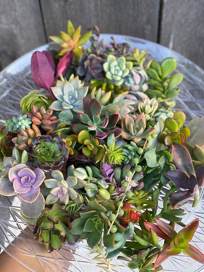 Colorful Succulent Cuttings - Assorted Live Succulent Clippings