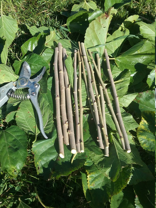 Perennial 15 Mulberry Cuttings Unrooted 5-8 inches