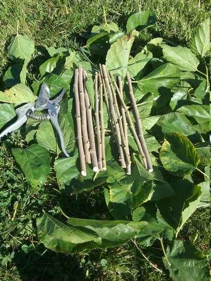 Perennial 15 Mulberry Cuttings Unrooted 5-8 inches