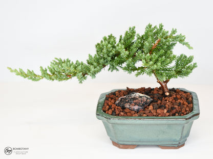 Juniper Bonsai Tree Kit RAVE REVIEWS 3-4 Years Old Juniper Procumbens 'Nana' Glazed Ceramic Indoor Gardening Live Houseplant Home Decor Gift