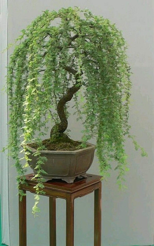 Bonsai Green Weeping Willow Tree - Thick Trunk Cutting - Exotic Bonsai Material - INDOOR GROWING