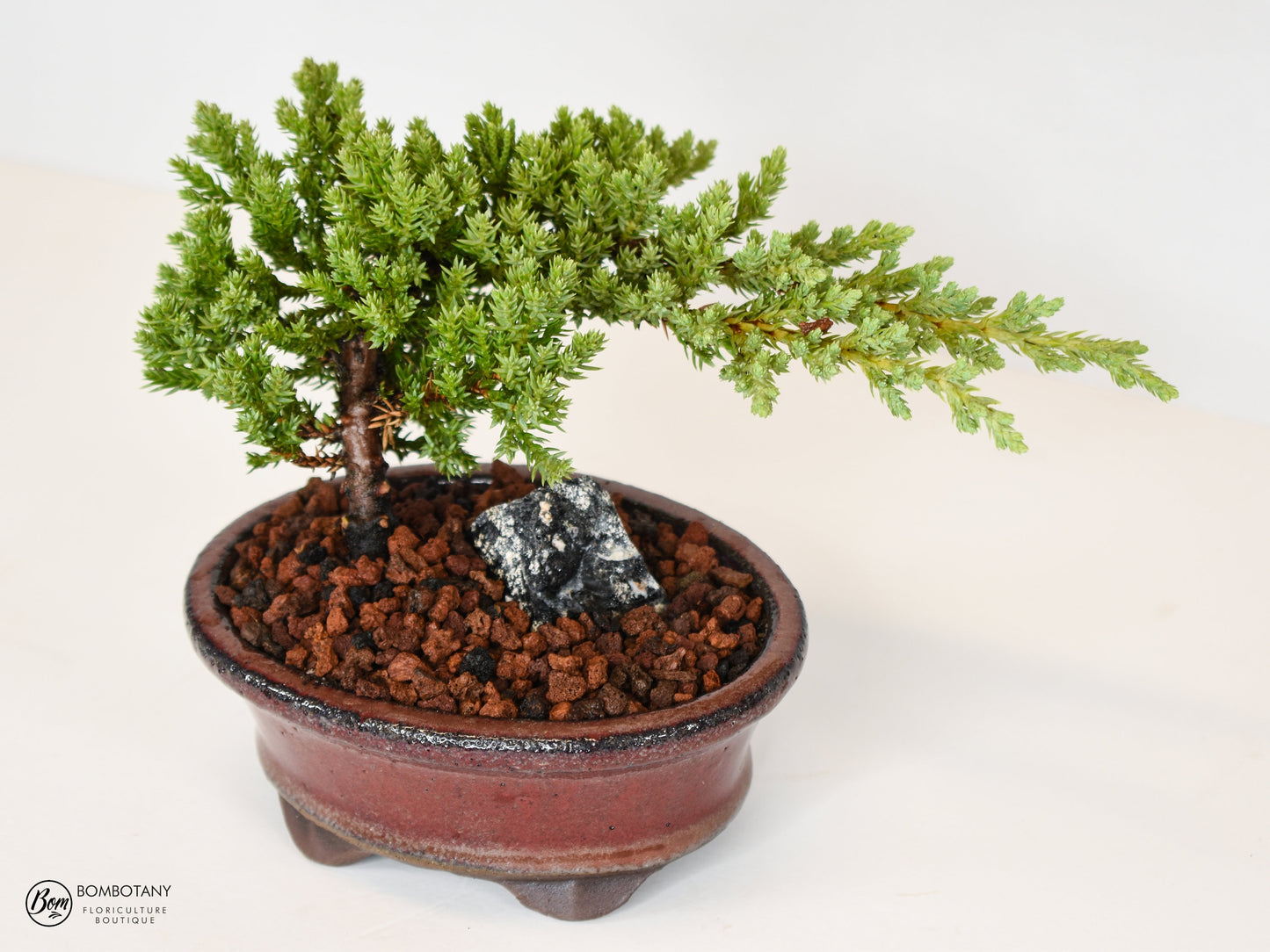 Juniper Bonsai Tree Kit RAVE REVIEWS 3-4 Years Old Juniper Procumbens 'Nana' Glazed Ceramic Indoor Gardening Live Houseplant Home Decor Gift