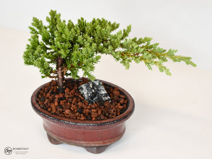 Juniper Bonsai Tree Kit RAVE REVIEWS 3-4 Years Old Juniper Procumbens 'Nana' Glazed Ceramic Indoor Gardening Live Houseplant Home Decor Gift