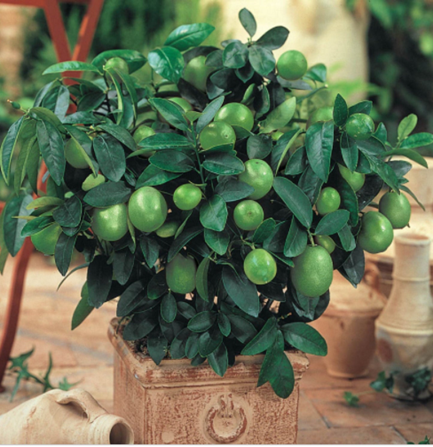 RARE Dwarf Key LIME-Grow indoors in a pot or Out-Very Juicy fruit (2.5 ,10 SEED(Non-Gmo)Fresh harvested in our Usa Farm plant-Ships same Day