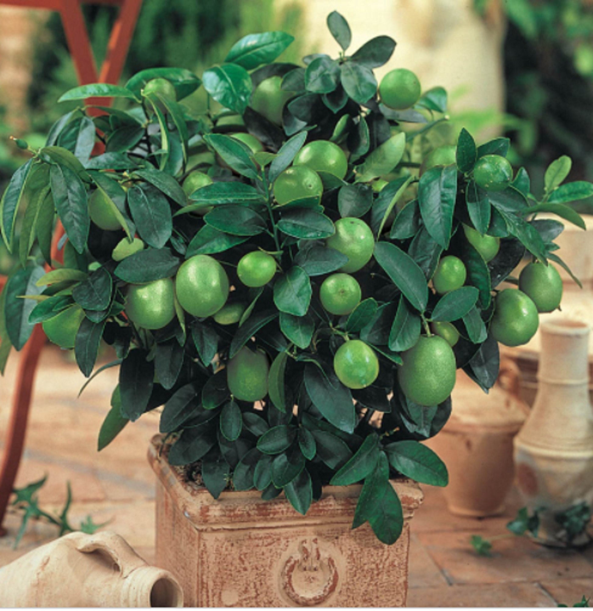 RARE Dwarf Key LIME-Grow indoors in a pot or Out-Very Juicy fruit (2.5 ,10 SEED(Non-Gmo)Fresh harvested in our Usa Farm plant-Ships same Day