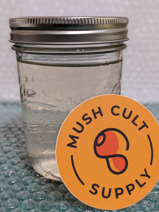Sterile Liquid Culture w/myco lid - pint jar