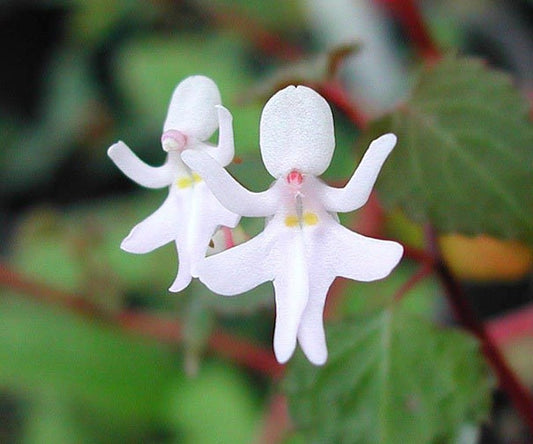 50Pcs Dancing Girls Orchid Flower Seeds Plant Bonsai Home Garden (NO TRACKING#)