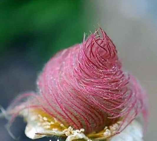 40 Seeds Prairie Smoke Seeds Bonsai Potted Rare Flower Seeds