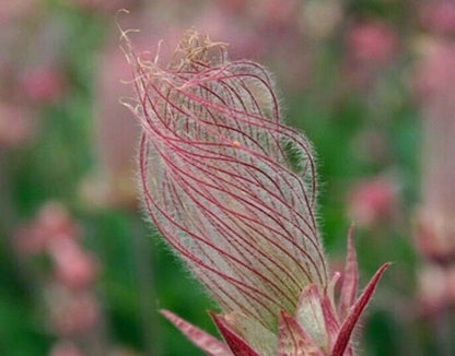 40 Seeds Prairie Smoke Seeds Bonsai Potted Rare Flower Seeds