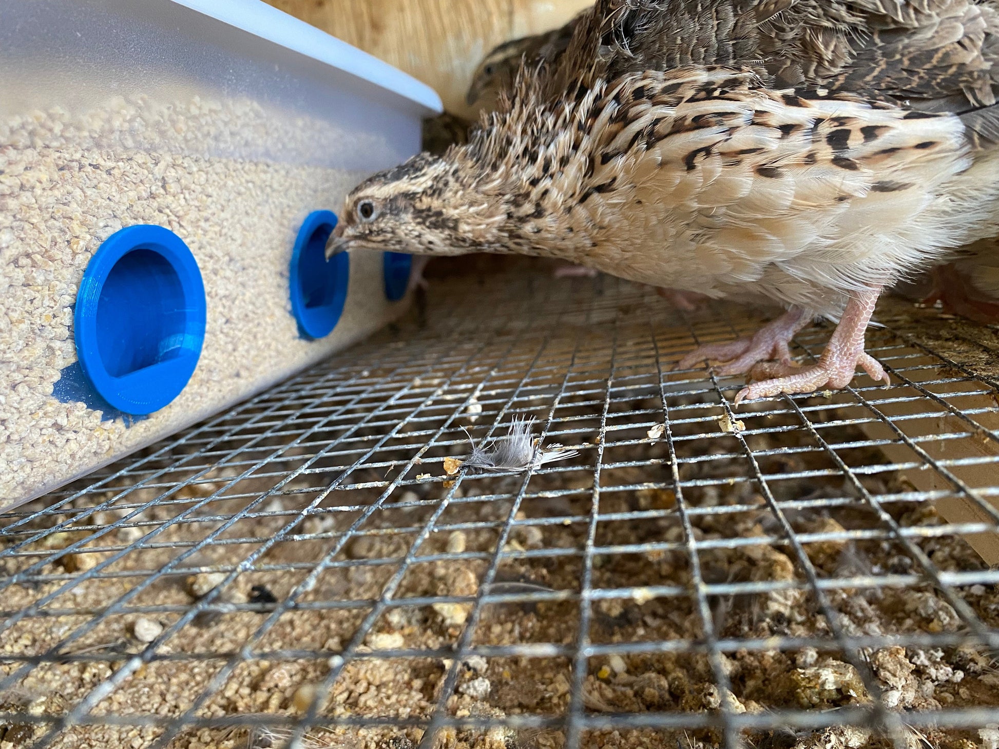 The Original Quail Feed Saver Port | Chicken Feed Saver Port | 3D Printed | Made in USA | No Waste Feed Ports | Saves you Money!