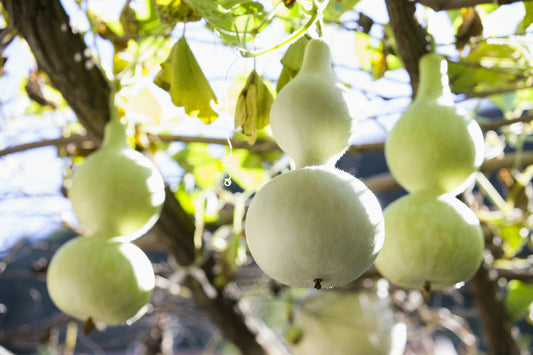 Bottle Gourd Seeds - Fun to Grow!