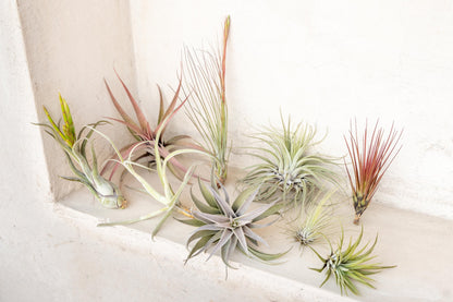 10 Pack Premium Grab Bag of Medium + Large Air Plants + Fertilizer Packet - 30 Day Guarantee - Beautiful When They Bloom - FAST SHIPPING