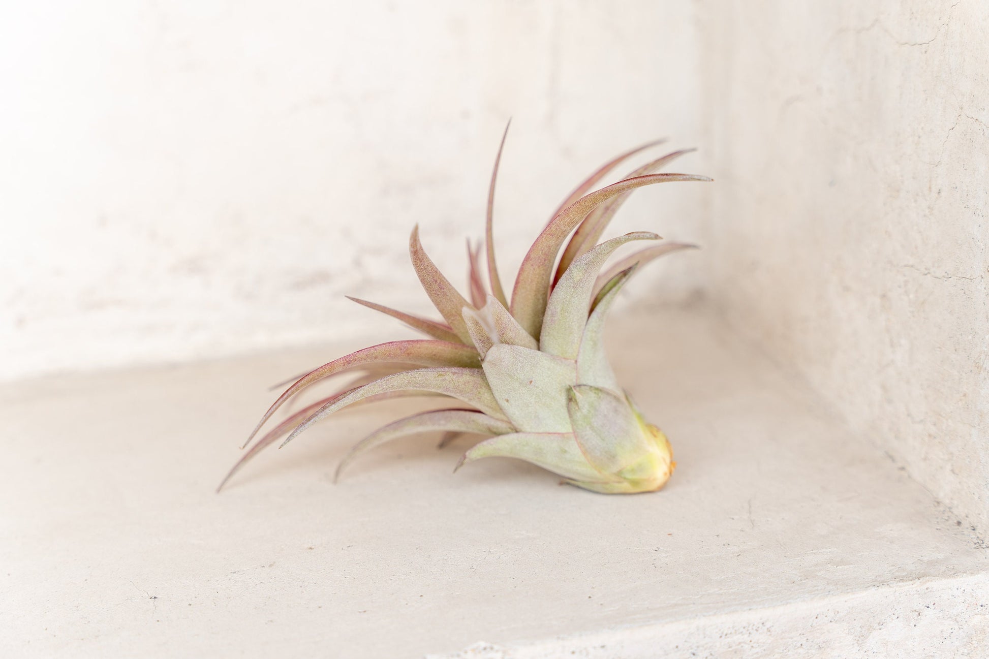 10 Pack Premium Grab Bag of Medium + Large Air Plants + Fertilizer Packet - 30 Day Guarantee - Beautiful When They Bloom - FAST SHIPPING