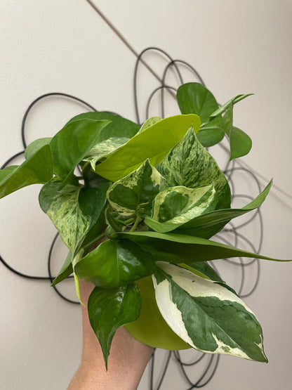 Mystery Cutting Bundle Pack | Sets of 3, 5, or 10 Available! | Pothos, Philos, Monstera, Hoya, String of Things, Syngonium, etc!