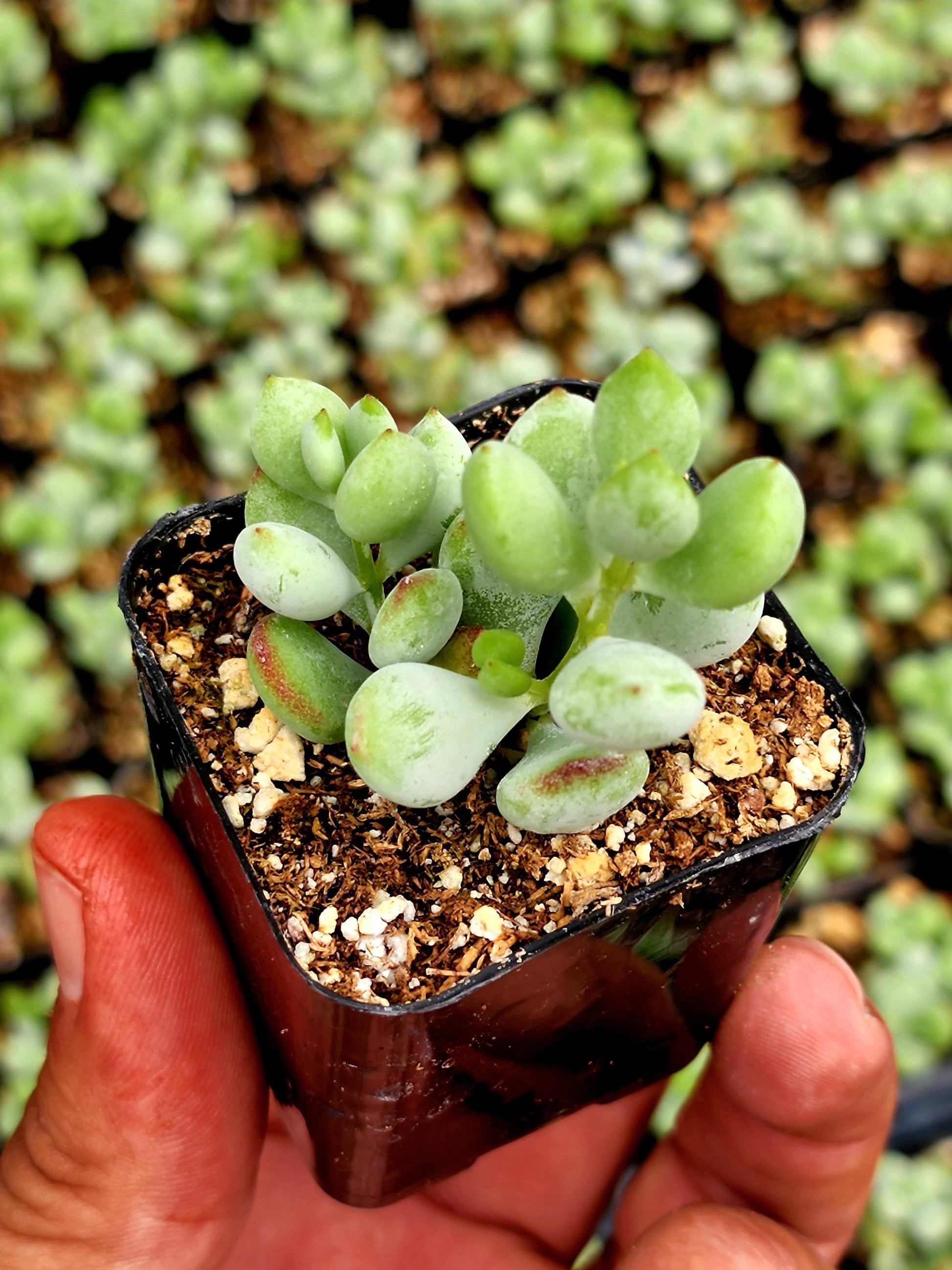 Rare Cotyledon pendens | unique Succulents | Mini succulent rooted and potted | Completely established plant
