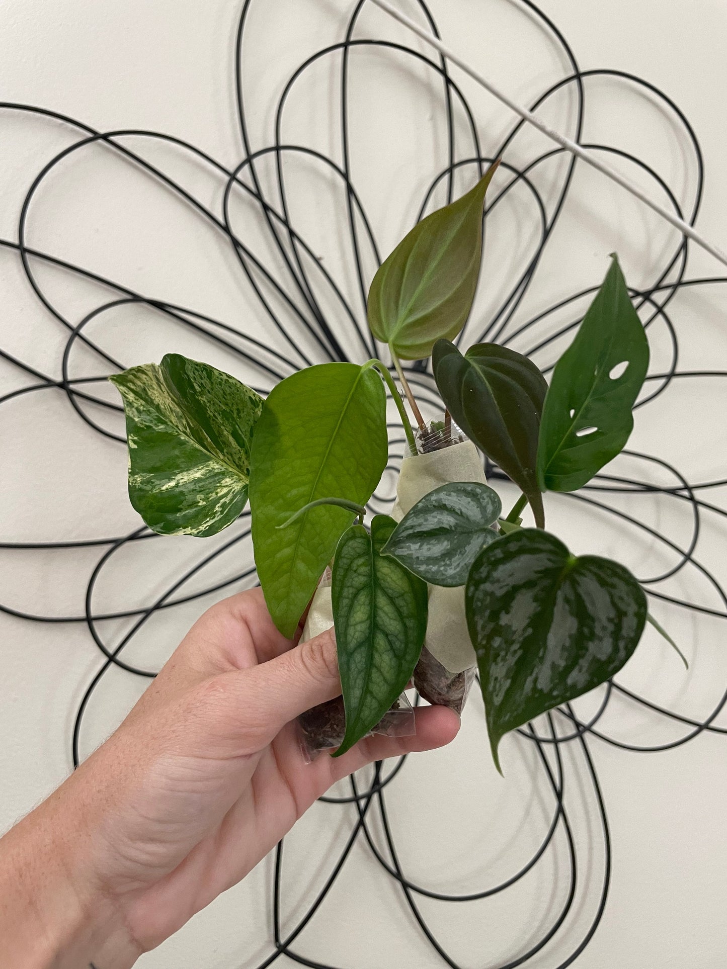 Mystery Cutting Bundle Pack | Sets of 3, 5, or 10 Available! | Pothos, Philos, Monstera, Hoya, String of Things, Syngonium, etc!