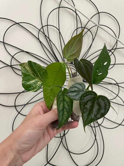 Mystery Cutting Bundle Pack | Sets of 3, 5, or 10 Available! | Pothos, Philos, Monstera, Hoya, String of Things, Syngonium, etc!