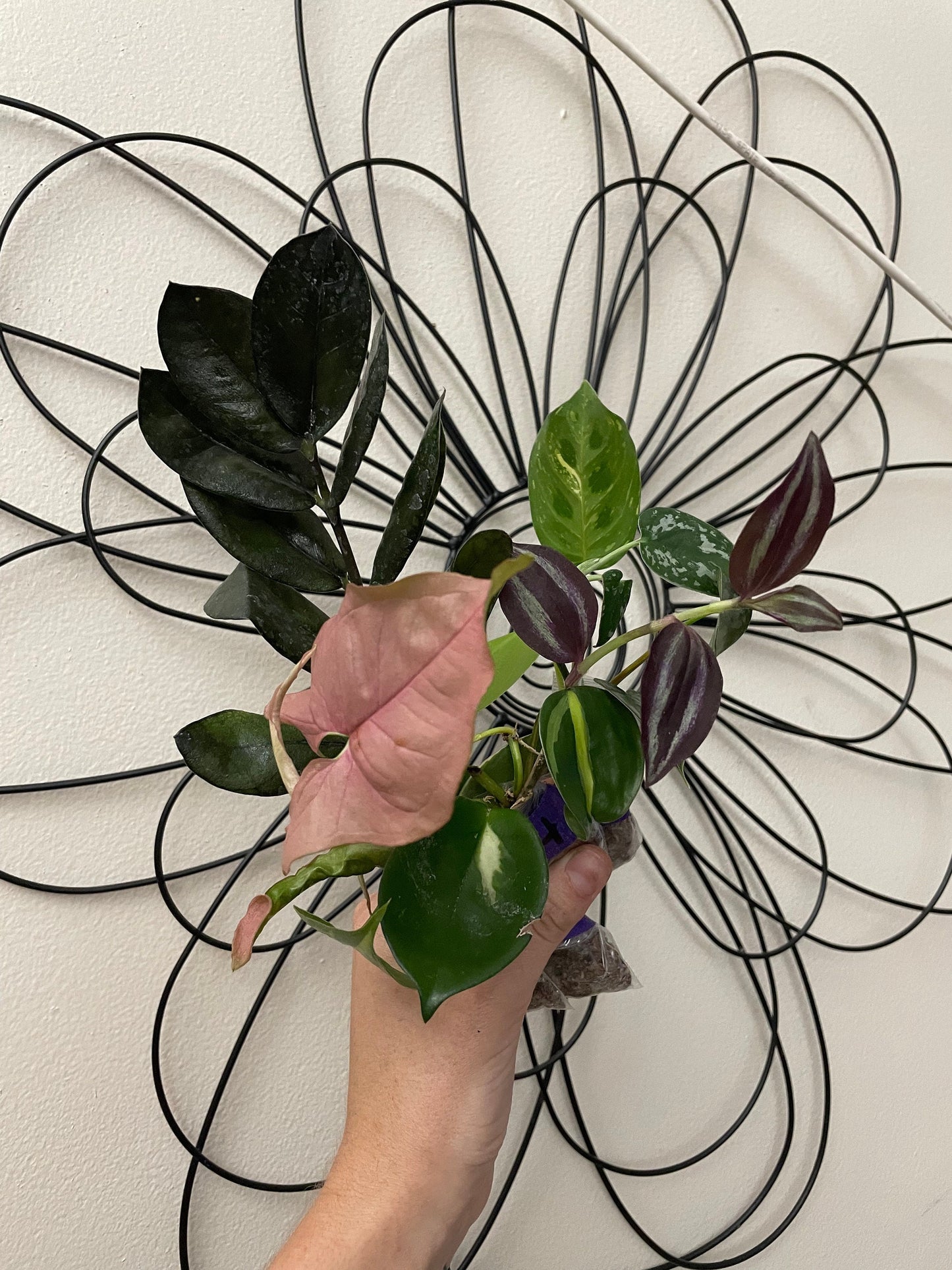 Mystery Cutting Bundle Pack | Sets of 3, 5, or 10 Available! | Pothos, Philos, Monstera, Hoya, String of Things, Syngonium, etc!