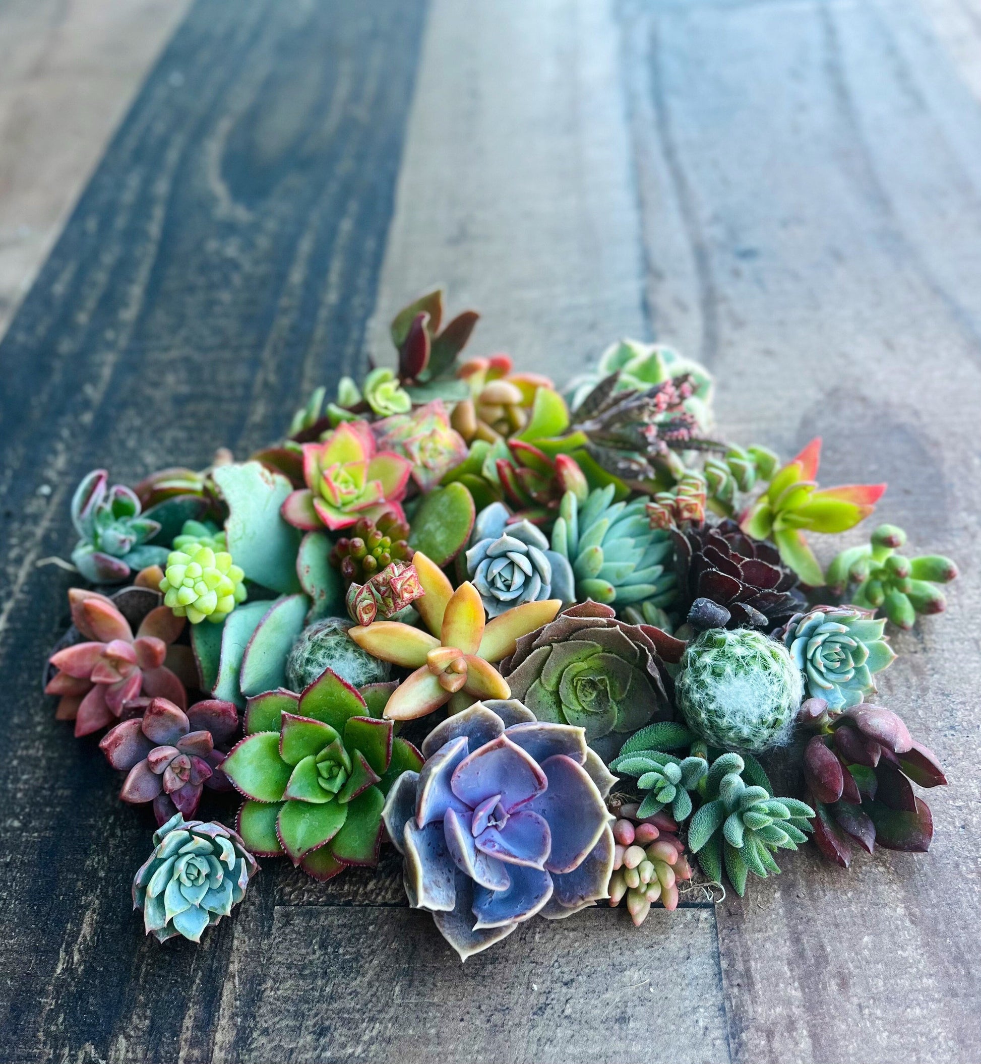 Colorful Succulent Cuttings - Assorted Live Succulent Clippings