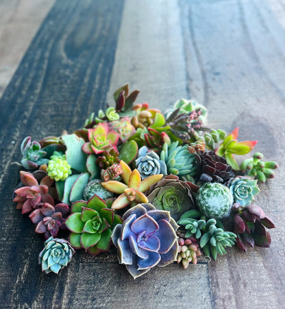 Colorful Succulent Cuttings - Assorted Live Succulent Clippings