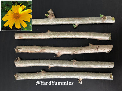 Mexican Sunflower Cuttings (Unrooted)- Thinoia diversolia- Yellow Flower- Permaculture Chop & Drop