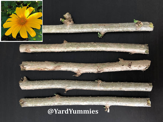 Mexican Sunflower Cuttings (Unrooted)- Thinoia diversolia- Yellow Flower- Permaculture Chop & Drop