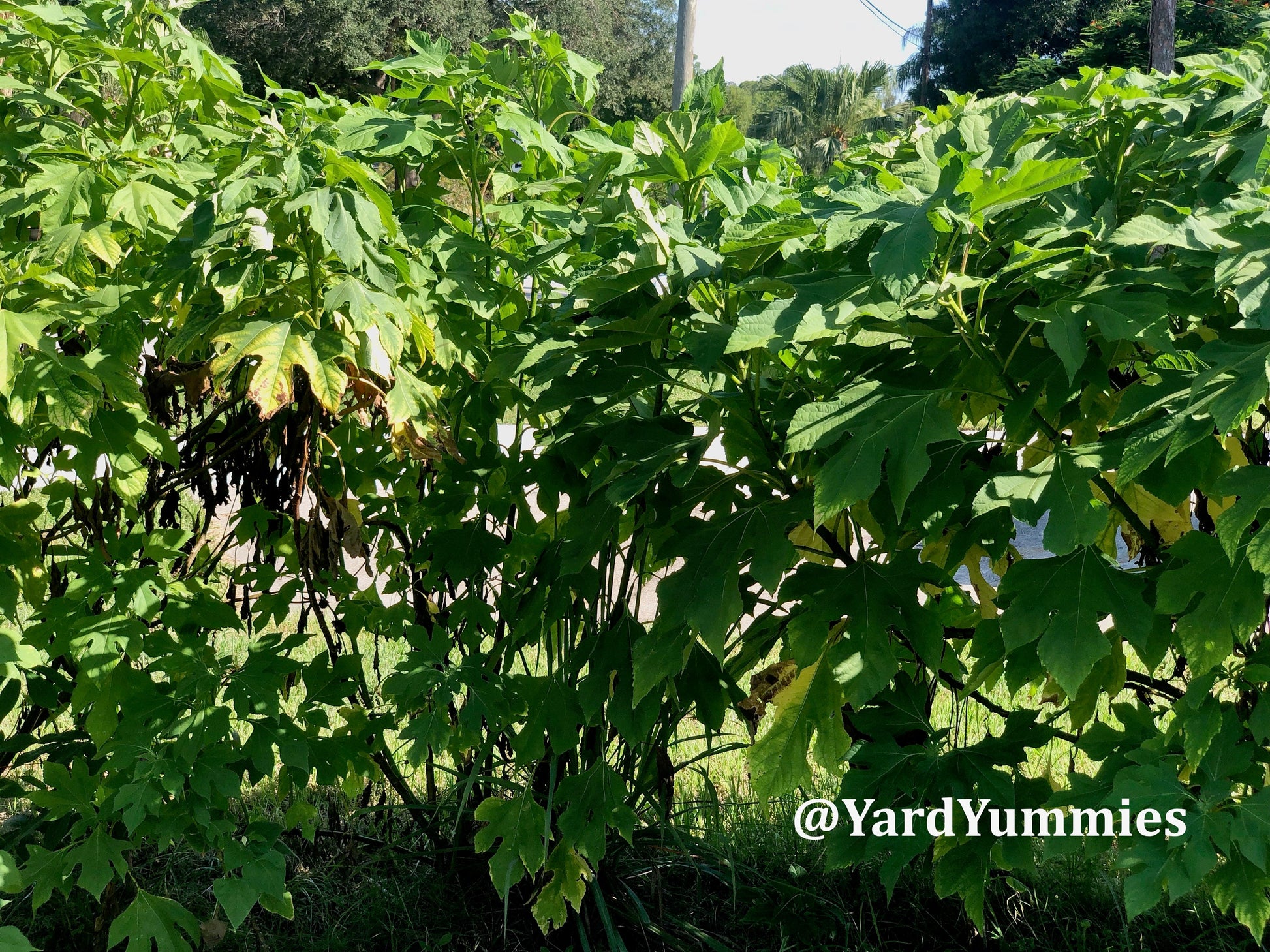 Mexican Sunflower Cuttings (Unrooted)- Thinoia diversolia- Yellow Flower- Permaculture Chop & Drop