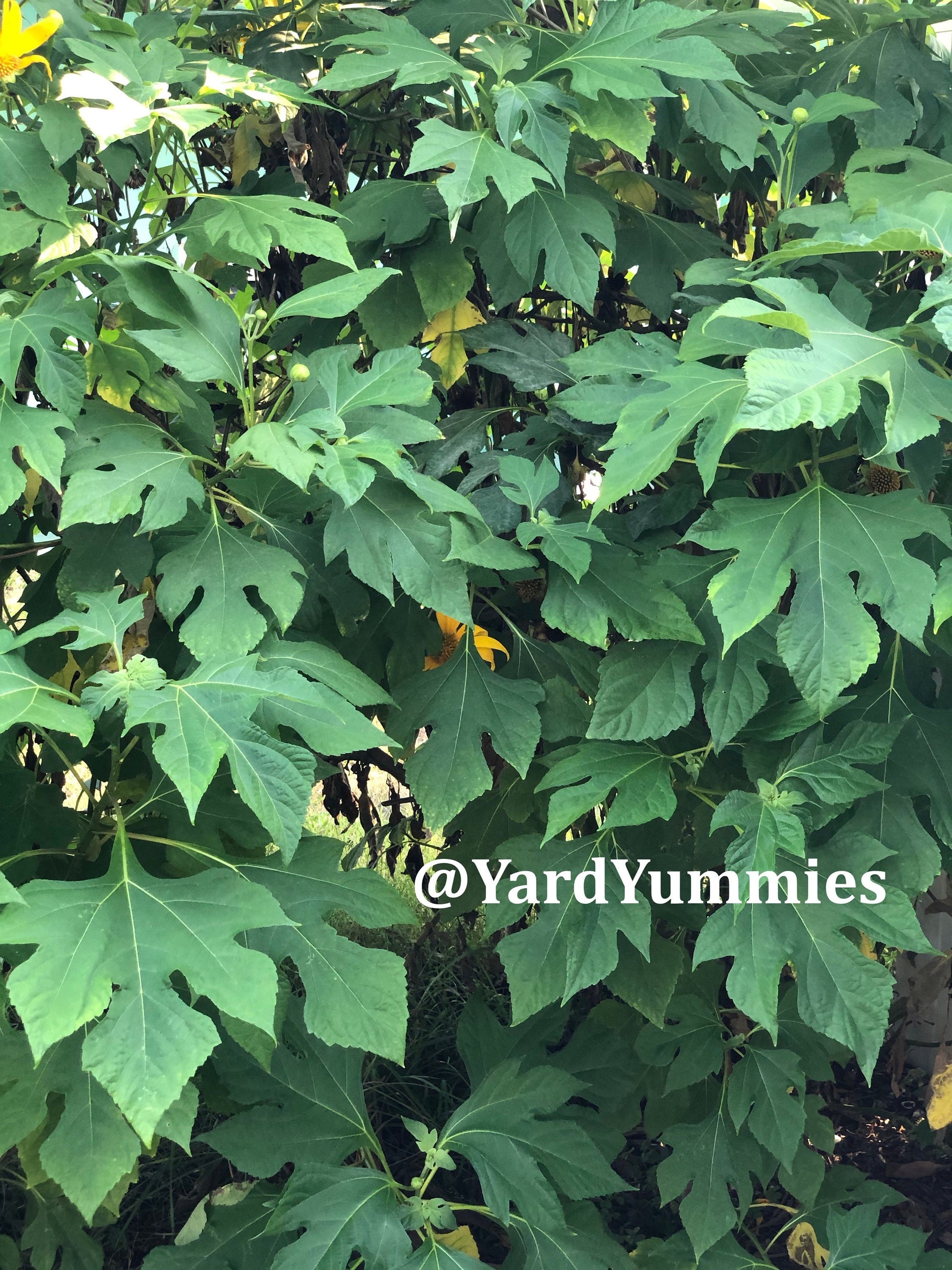 Mexican Sunflower Cuttings (Unrooted)- Thinoia diversolia- Yellow Flower- Permaculture Chop & Drop