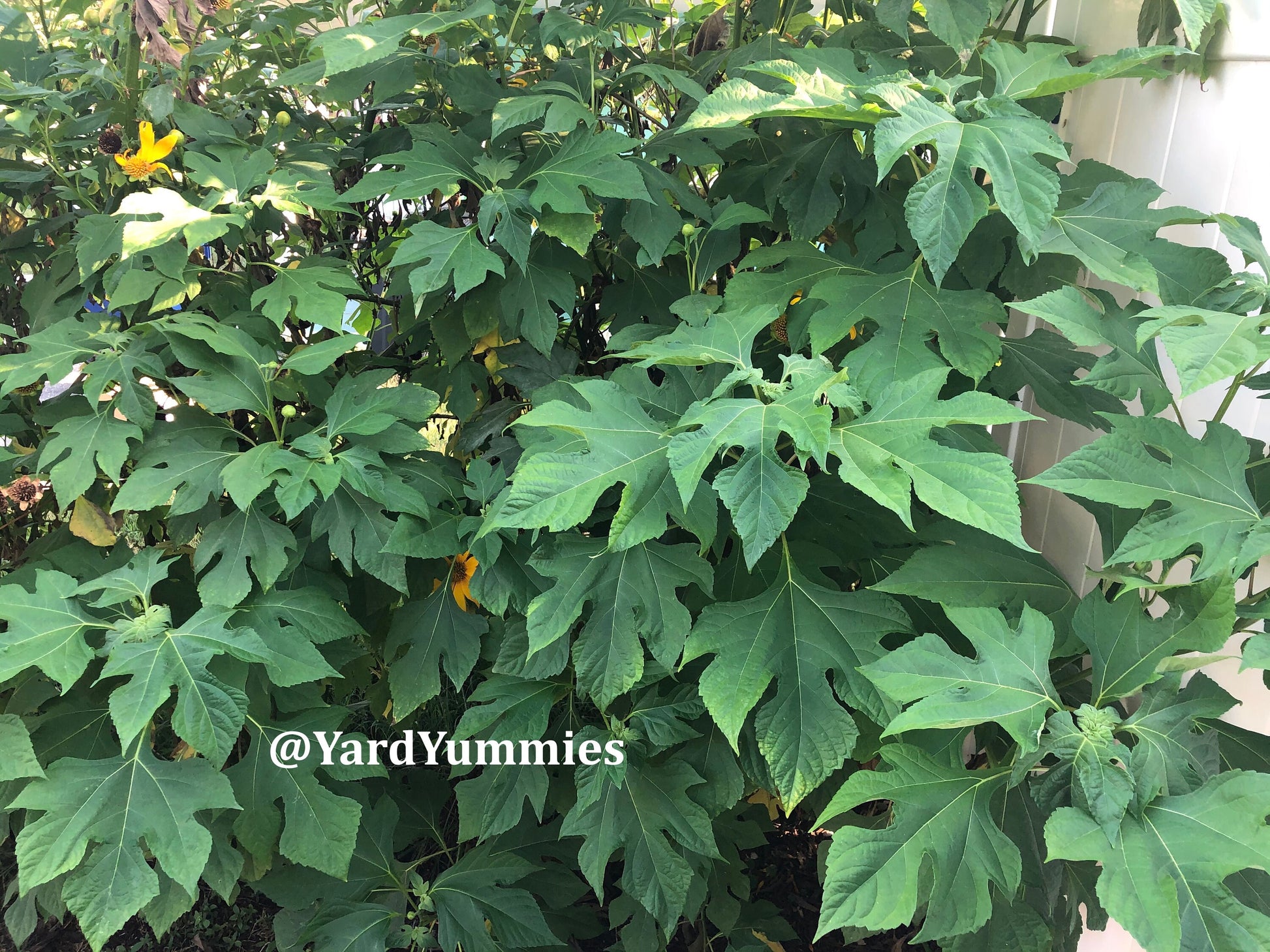 Mexican Sunflower Cuttings (Unrooted)- Thinoia diversolia- Yellow Flower- Permaculture Chop & Drop
