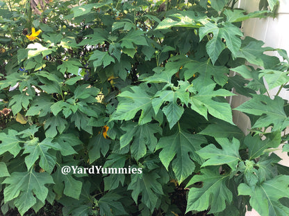 Mexican Sunflower Cuttings (Unrooted)- Thinoia diversolia- Yellow Flower- Permaculture Chop & Drop