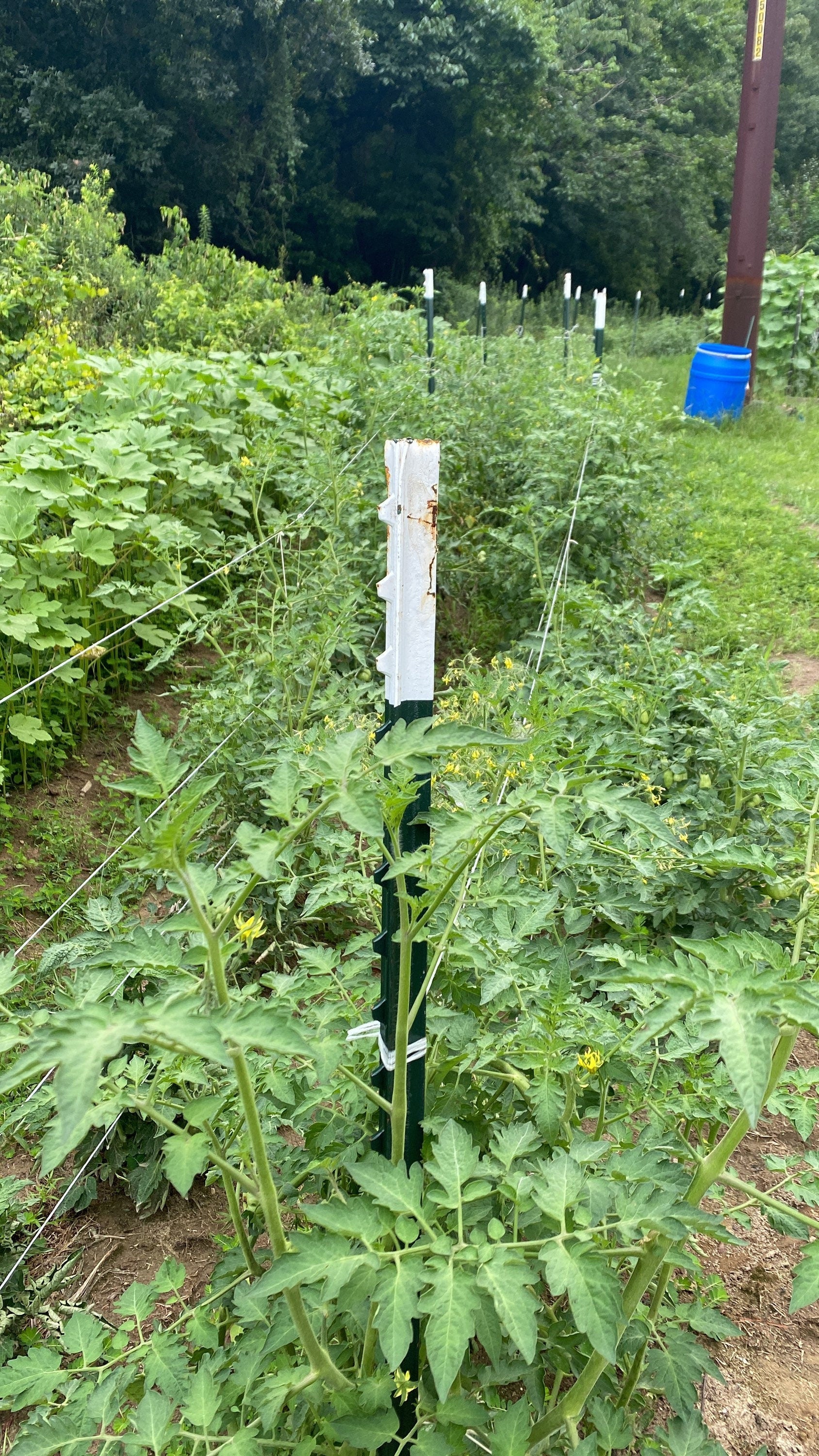 Pascal di Picardie tomato seeds