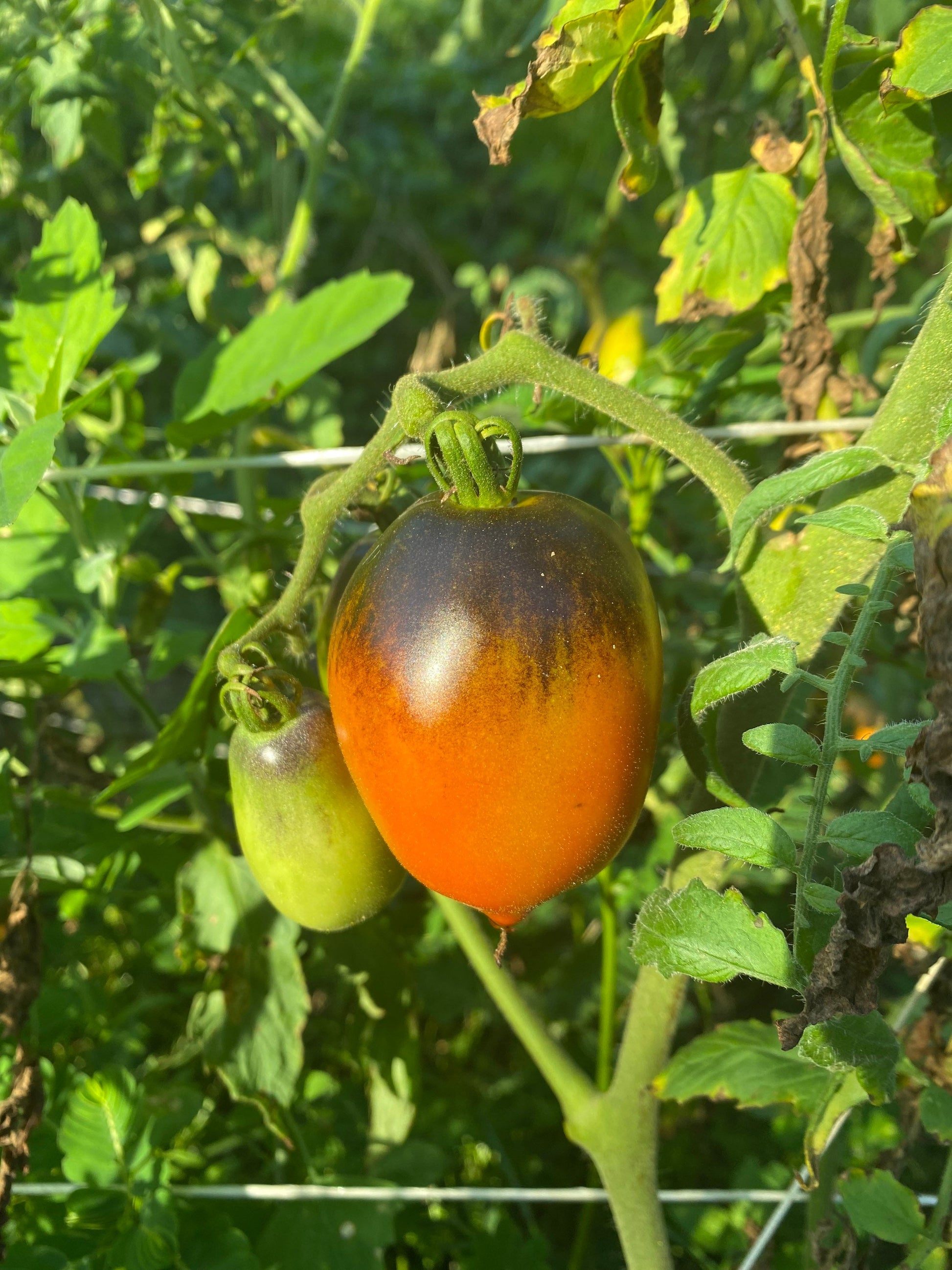 Pascal di Picardie tomato seeds