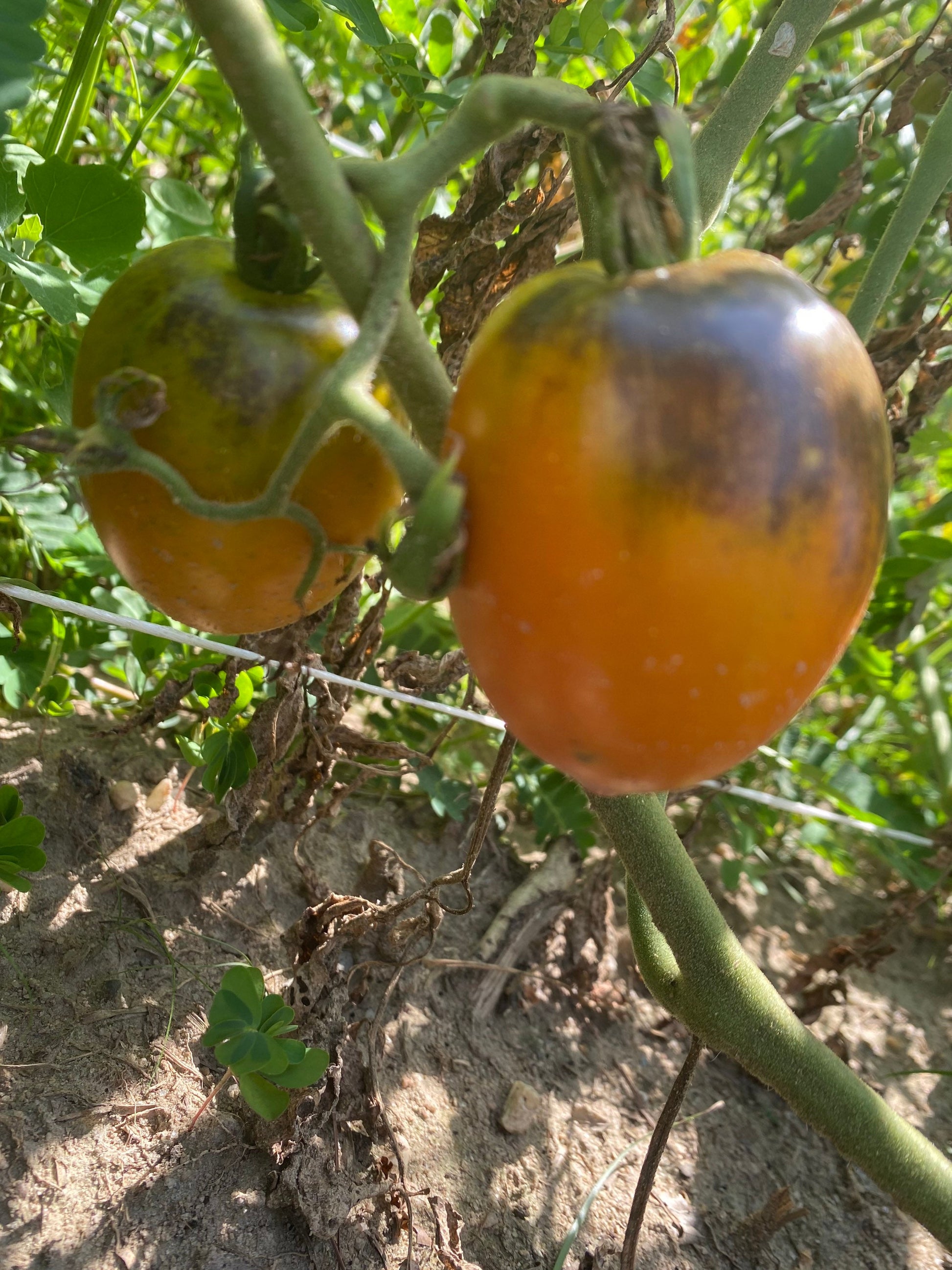 Pascal di Picardie tomato seeds
