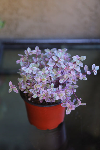Pink Panther - Pink Lady - Bolivian Jewel - Callisia repens - Wandering Jew Plant 2" 4" 6” Ship with Pot