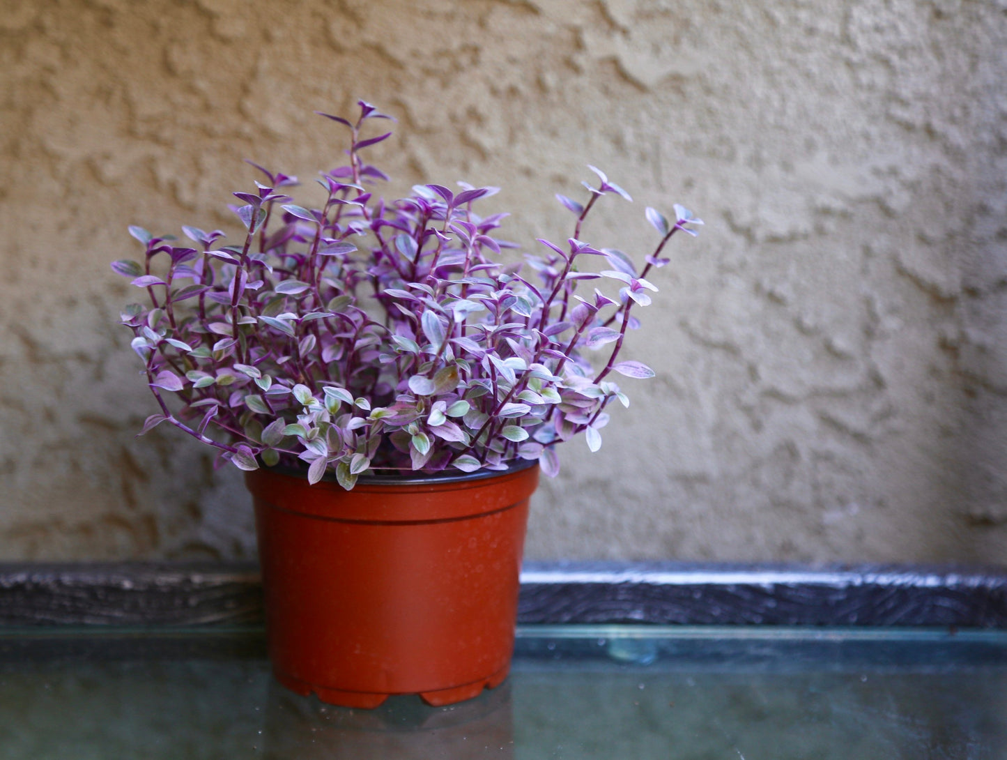 Pink Panther - Pink Lady - Bolivian Jewel - Callisia repens - Wandering Jew Plant 2" 4" 6” Ship with Pot