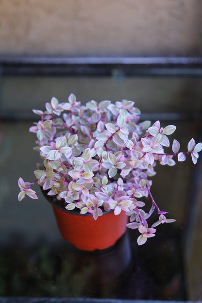 Pink Panther - Pink Lady - Bolivian Jewel - Callisia repens - Wandering Jew Plant 2" 4" 6” Ship with Pot