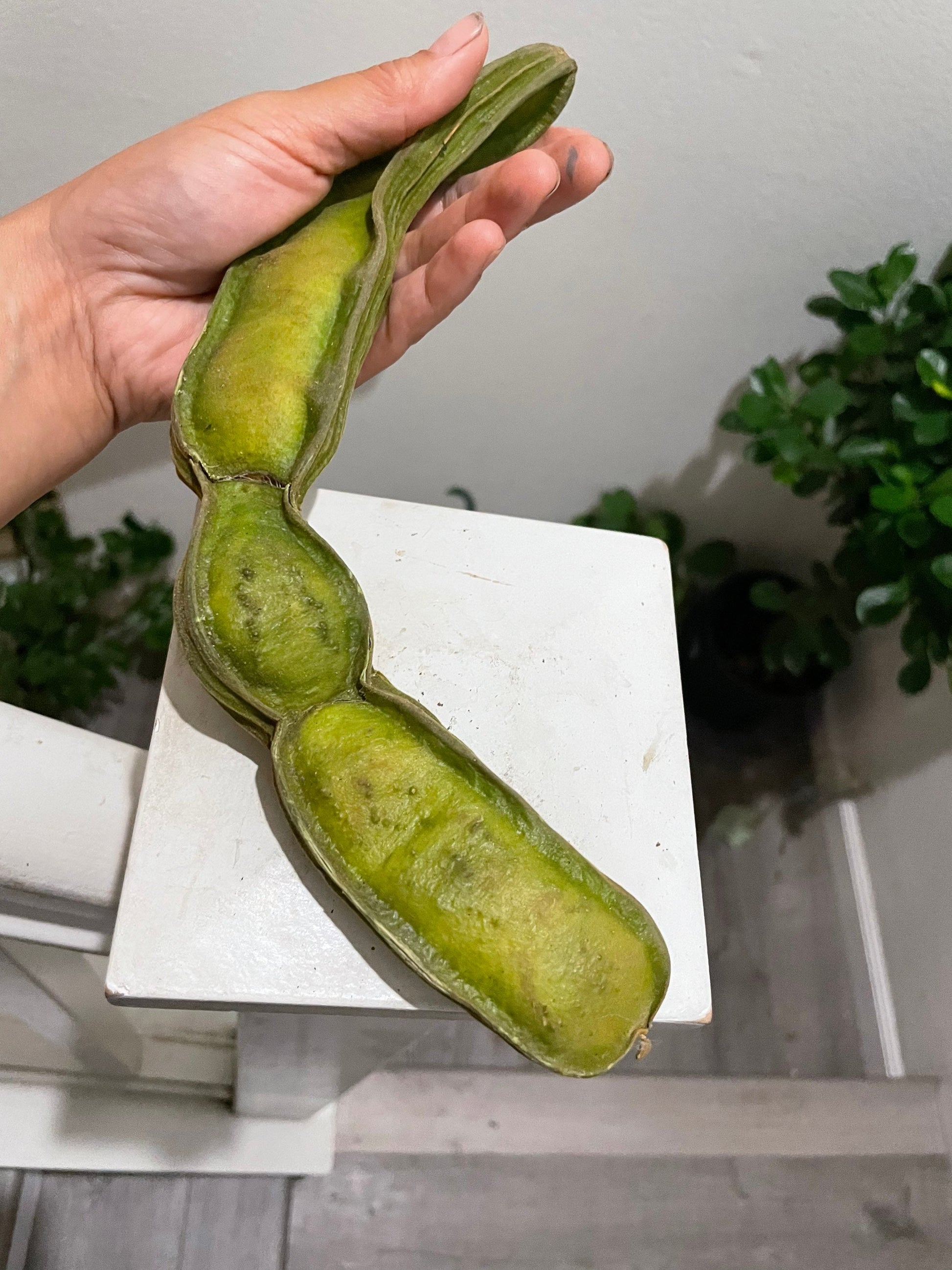 1 ft- Cream Bean Tree. Edible  cotton candy fruit-grown in full sun-inga edulis-feuilleei- nitrogen fixer
