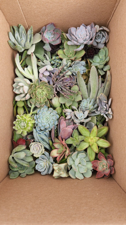 20 assorted succulent cuttings 40+ varieties possible