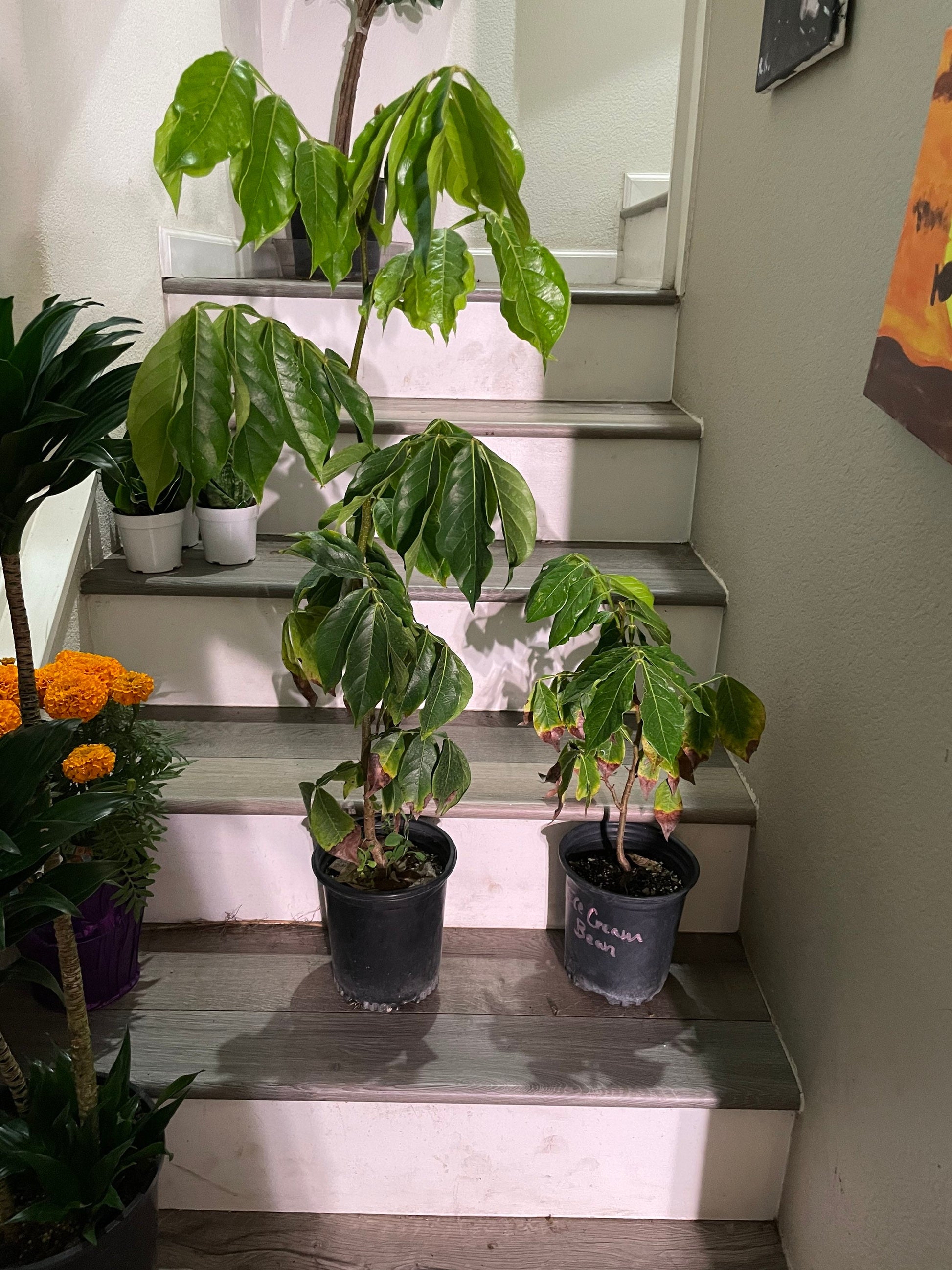 1 ft- Cream Bean Tree. Edible  cotton candy fruit-grown in full sun-inga edulis-feuilleei- nitrogen fixer