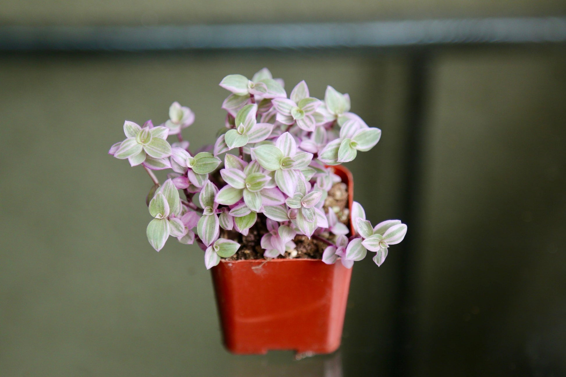 Pink Panther - Pink Lady - Bolivian Jewel - Callisia repens - Wandering Jew Plant 2" 4" 6” Ship with Pot